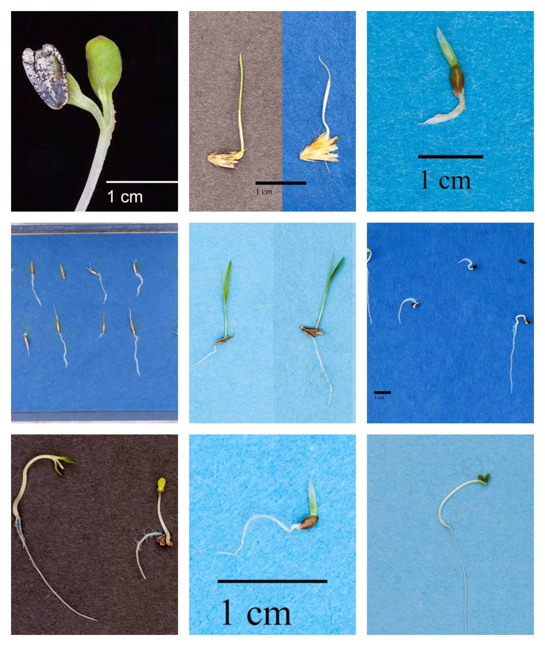 germination-dormancy-testing-wild-seeds-tws